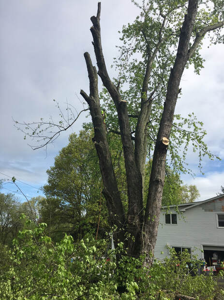 Tree Cutting Service Near Milford, PA