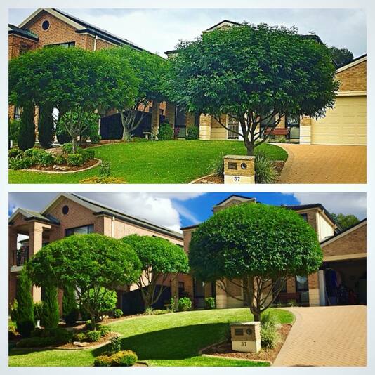 Tree Trimming Service In ​​​​​​Florida New York Before and After